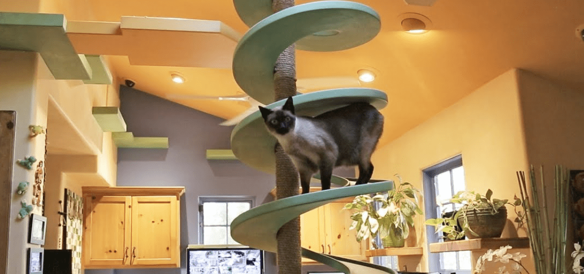 What to Consider for the Best Cat Houses?