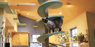 What to Consider for the Best Cat Houses?